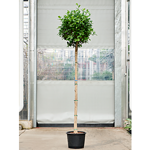 Ficus microcarpa 'Moclame'