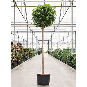 Ficus microcarpa 'Moclame'