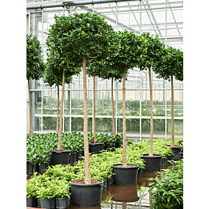 Ficus microcarpa 'Moclame'