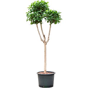 Ficus microcarpa 'Moclame'