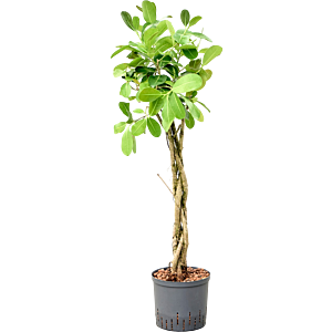 Ficus microcarpa 'Smile'