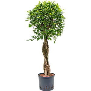 Ficus microcarpa ‘nitida’