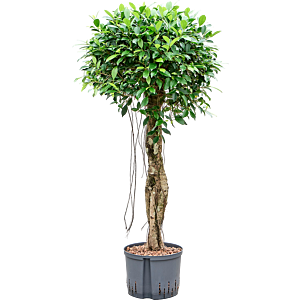 Ficus microcarpa ‘Nitida’