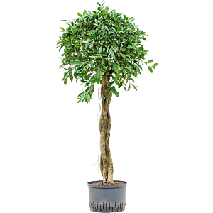 Ficus microcarpa ‘Nitida’