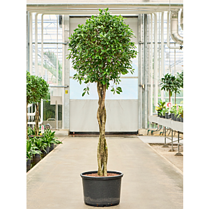 Ficus microcarpa ‘Nitida’