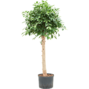 Ficus microcarpa ‘Nitida’