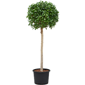 Ficus microcarpa ‘Nitida’