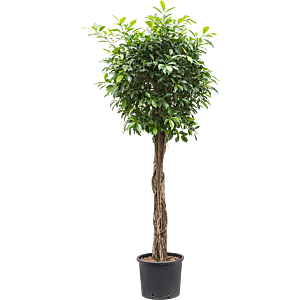 Ficus microcarpa ‘nitida’