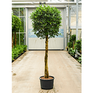 Ficus microcarpa ‘nitida’
