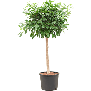 Ficus microcarpa ‘Nitida’