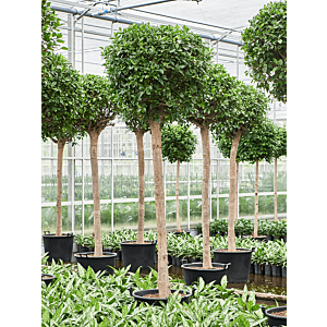 Ficus microcarpa ‘Nitida’