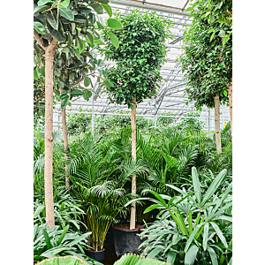 Ficus microcarpa ‘Nitida’