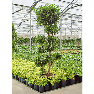 Ficus microcarpa ‘Nitida’