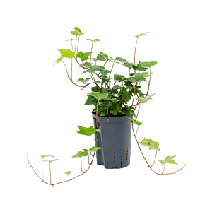 Hedera algeriensis 'Montgomery'