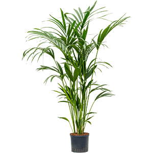 Kentia