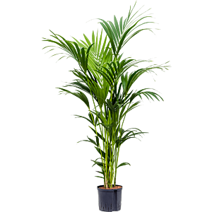 Kentia