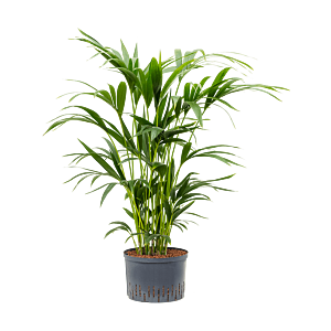 Kentia