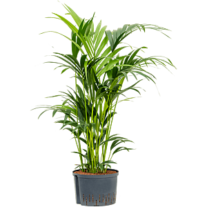 Kentia