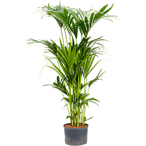 Kentia