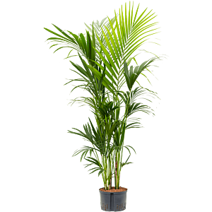 Kentia