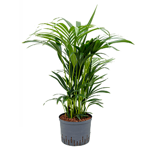 Kentia