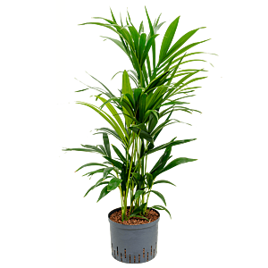 Kentia
