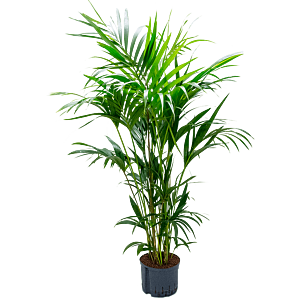 Kentia