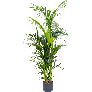 Kentia