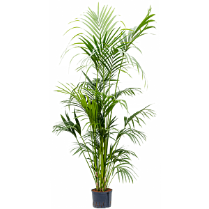 Kentia