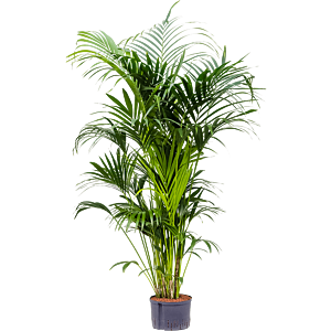 Kentia