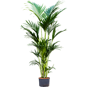 Kentia