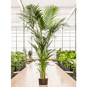 Kentia (howea) forsteriana