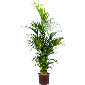 Kentia