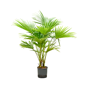 Livistona chinensis