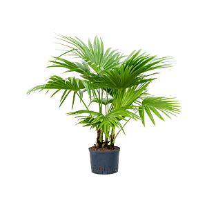 Livistona chinensis