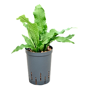 Microsorum 'crocodyllus'