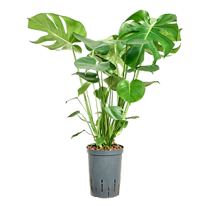 Monstera deliciosa