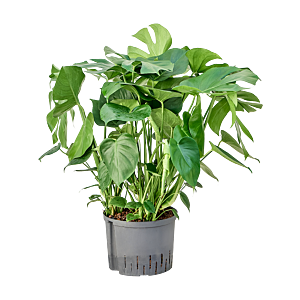 Monstera deliciosa