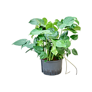 Monstera deliciosa
