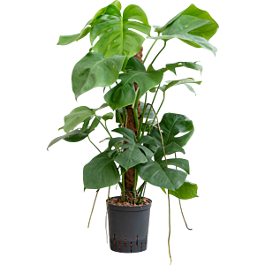 Monstera deliciosa