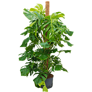 Monstera deliciosa