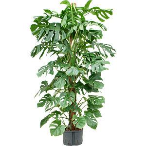 Monstera deliciosa