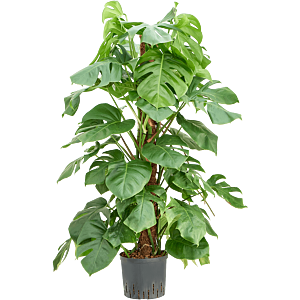 Monstera deliciosa