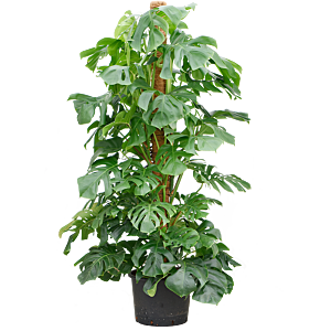 Monstera deliciosa