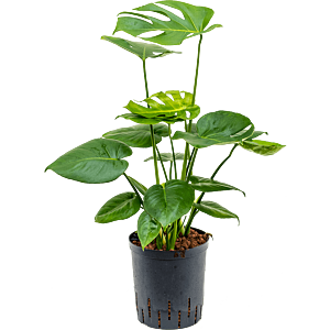 Monstera deliciosa
