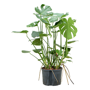Monstera deliciosa