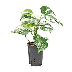 Monstera deliciosa 'Variegatum'