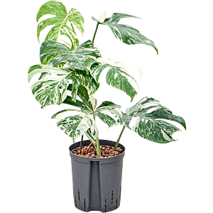 Monstera deliciosa 'Variegatum'