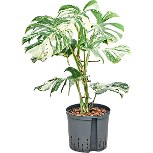 Monstera deliciosa 'Variegatum'