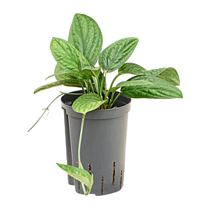 Monstera karstenianum